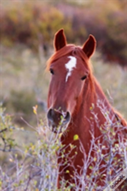 Capa do artigo Kids Equine Journal