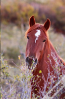 Kids Equine Journal