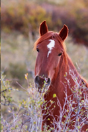 Kids Equine Journal - Preview