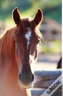 Kid'S Equine Photography Book