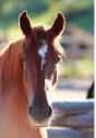 Kid'S Equine Photography Book - Preview