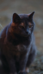 Kid'S Petite Barn Cat Journal - Preview