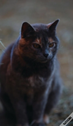 Capa do artigo Kid'S Petite Barn Cat Journal