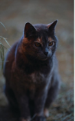 Kid'S Petite Barn Cat Journal