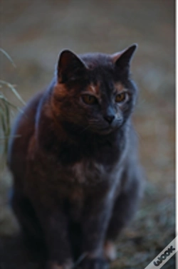 Capa do artigo Kid'S Petite Barn Cat Journal