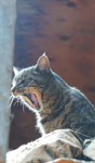 Kid'S Petite Barn Cat Journal - Volume Two - Preview