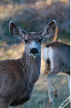 Capa do artigo Kid'S Petite Deer Journal