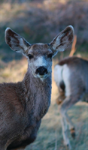 Kid'S Petite Deer Journal - Preview