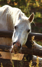 Kids Petite Equine Journal - Preview