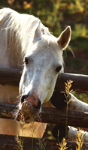 Kids Petite Equine Journal - Preview
