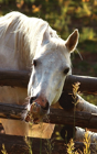 Kids Petite Equine Leftie Journal - Preview