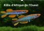 Killis D Afrique De L Ouest Calendrier Mural 2018 Din A3 Horizontal - Preview