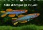 Killis D Afrique De L Ouest Calendrier Mural 2018 Din A4 Horizontal - Preview