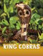 King Cobras - Preview
