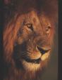King Jesus Version - Preview