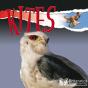 Kites - Preview