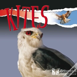 Capa do artigo Kites