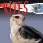 Kites - Preview