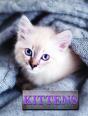 Kittens - Preview