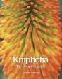 Kniphofia - Preview