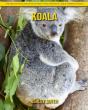 Koala - Preview