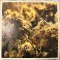 Kushbush - Vinil - Preview