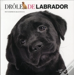Capa do artigo L For Labrador