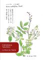 La Fleur De L'Herbe - Preview