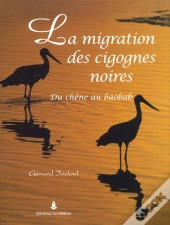 La Migration Des Cigognes Noires