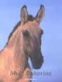 La Mule - Preview