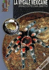 La Mygale Mexicaine