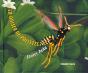 La Odisea De Polistes - Preview