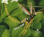 La Odisea De Polistes - Preview