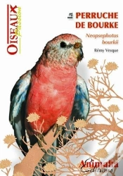 Capa do artigo La Perruche De Bourke