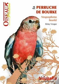 Capa do artigo La Perruche De Bourke