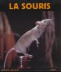 La Souris - Preview