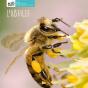 L'Abeille - Preview