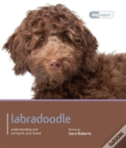 Capa do artigo Labradoodle - Dog Expert