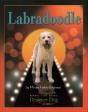 Labradoodle - Preview
