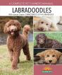 Labradoodles - Preview