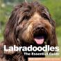 Labradoodles - Preview