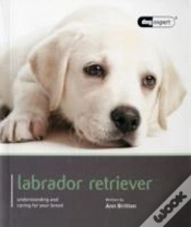 Capa do artigo Labrador - Dog Expert
