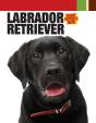 Labrador Retriever - Preview