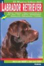 Labrador Retriever - Preview
