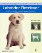 Labrador Retriever - Preview