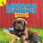 Labrador Retriever Puppies - Preview
