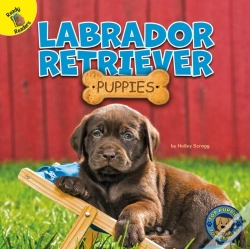Capa do artigo Labrador Retriever Puppies