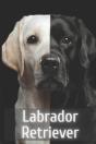 Labrador Retriever - Preview