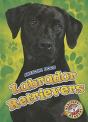 Labrador Retrievers - Preview