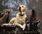 Labs Afield - Preview